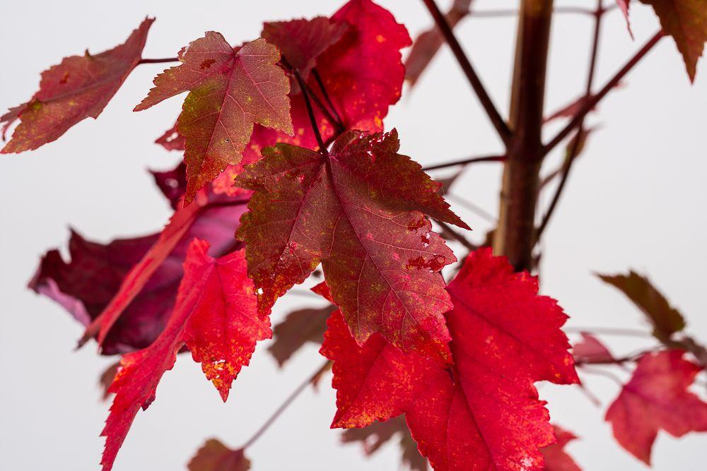 Acer Rubrum October Glory - View 16 from www redcrocus com
