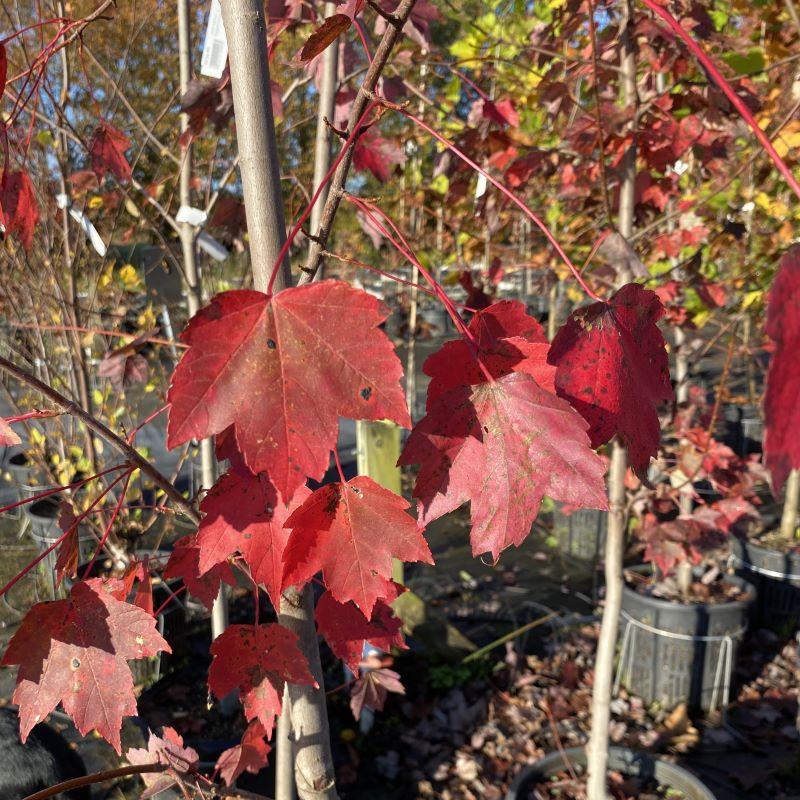 Acer Rubrum October Glory - View 18 from www redcrocus com