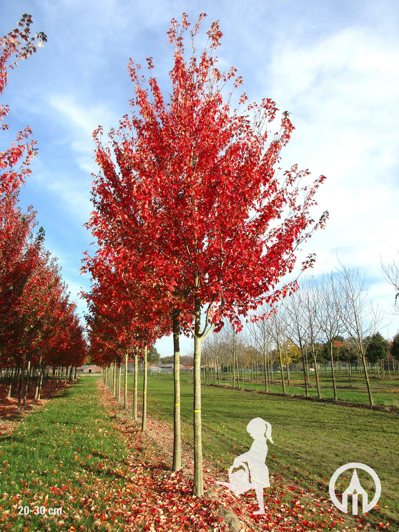 Acer Rubrum Red Sunset - View 3 from www redcrocus com