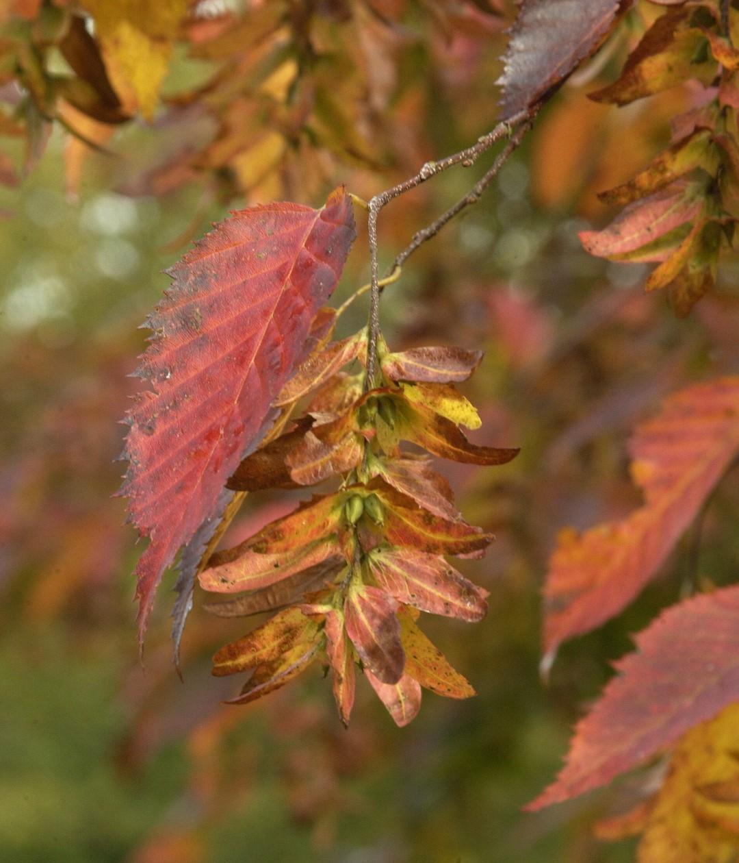 Carpinus Caroliniana Single Stem - View 3 from www redcrocus com