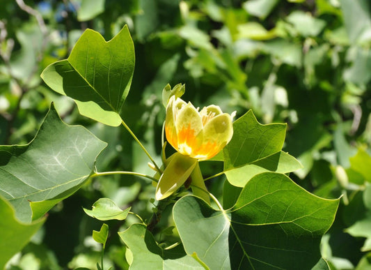 Liriodendron Tulipifera - View 1 from www redcrocus com
