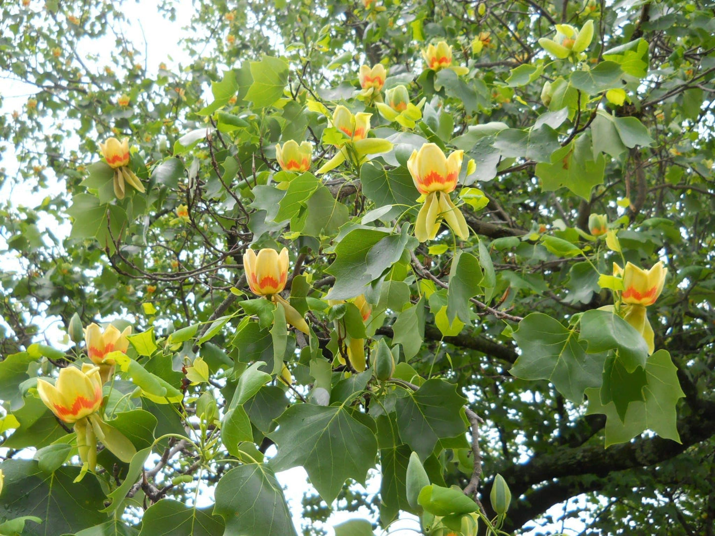 Liriodendron Tulipifera - View 8 from www redcrocus com