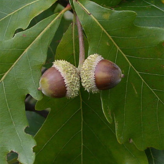 Quercus Bicolor - View 10 from www redcrocus com