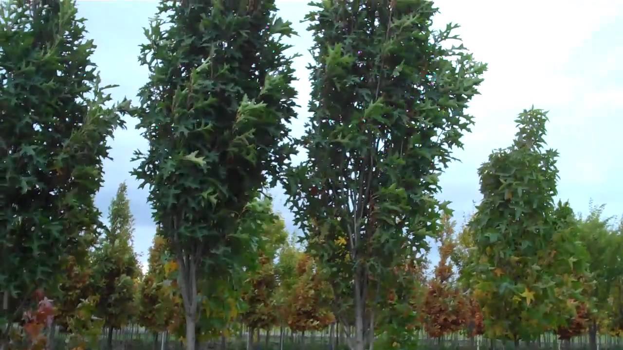 Quercus Palustris 'green Pillar' - View 23 from www redcrocus com
