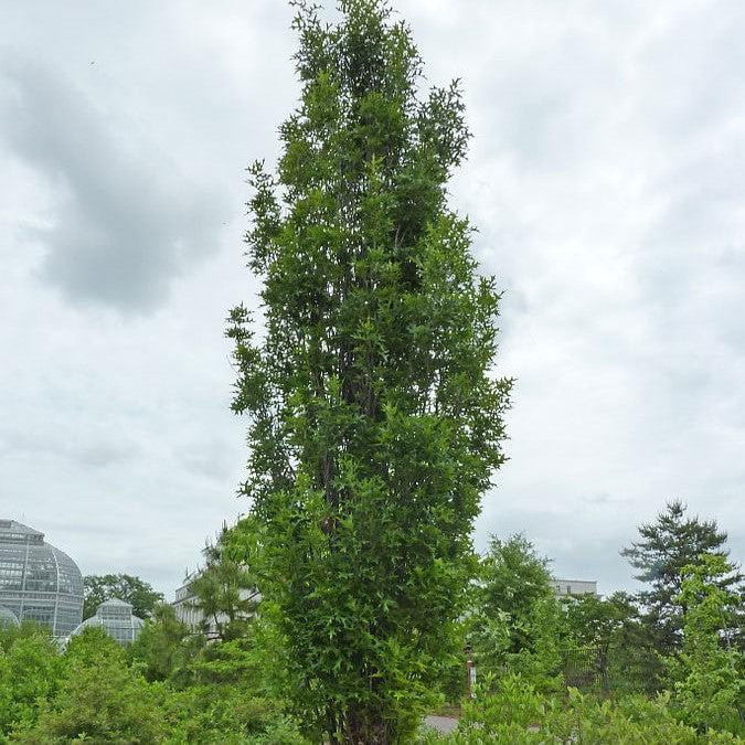Quercus Palustris 'green Pillar' - View 27 from www redcrocus com
