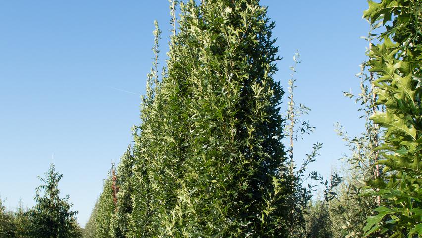 Quercus Palustris 'green Pillar' - View 28 from www redcrocus com