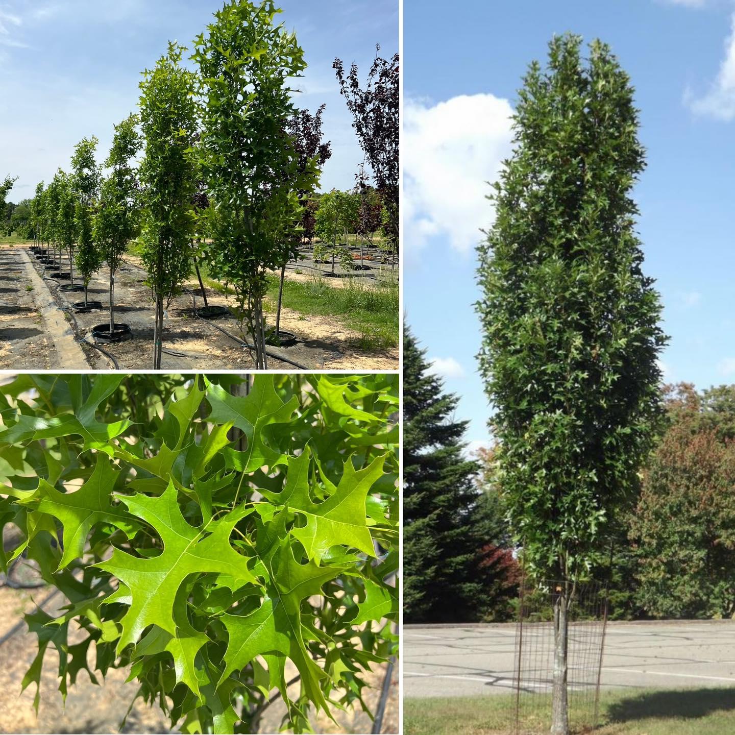 Quercus Palustris 'green Pillar' - View 35 from www redcrocus com