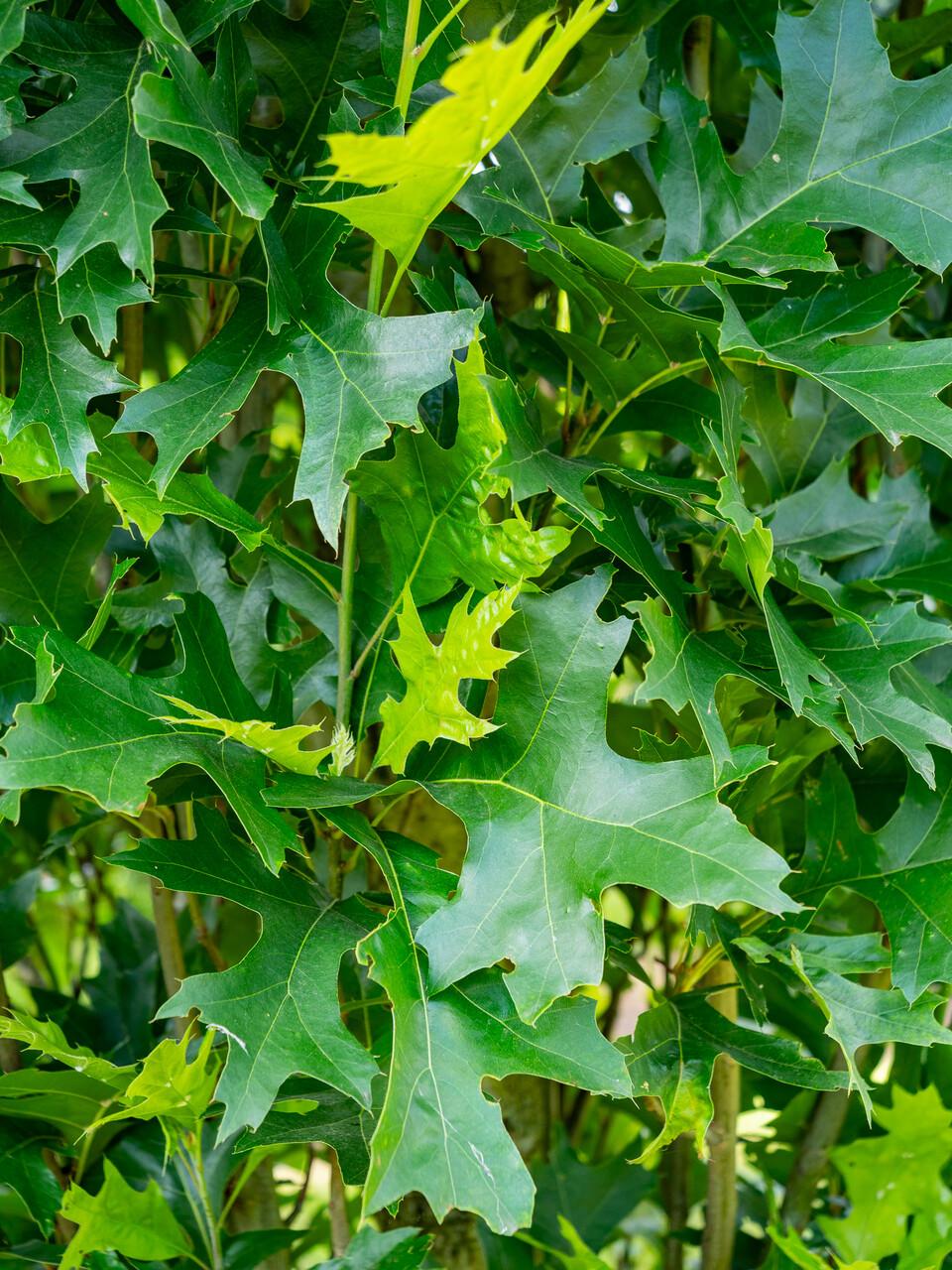 Quercus Palustris 'green Pillar' - View 8 from www redcrocus com