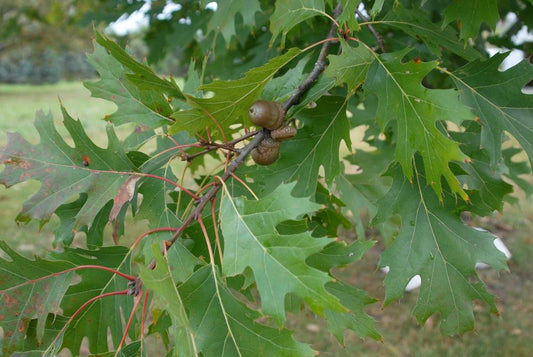Quercus Rubra - View 10 from www redcrocus com