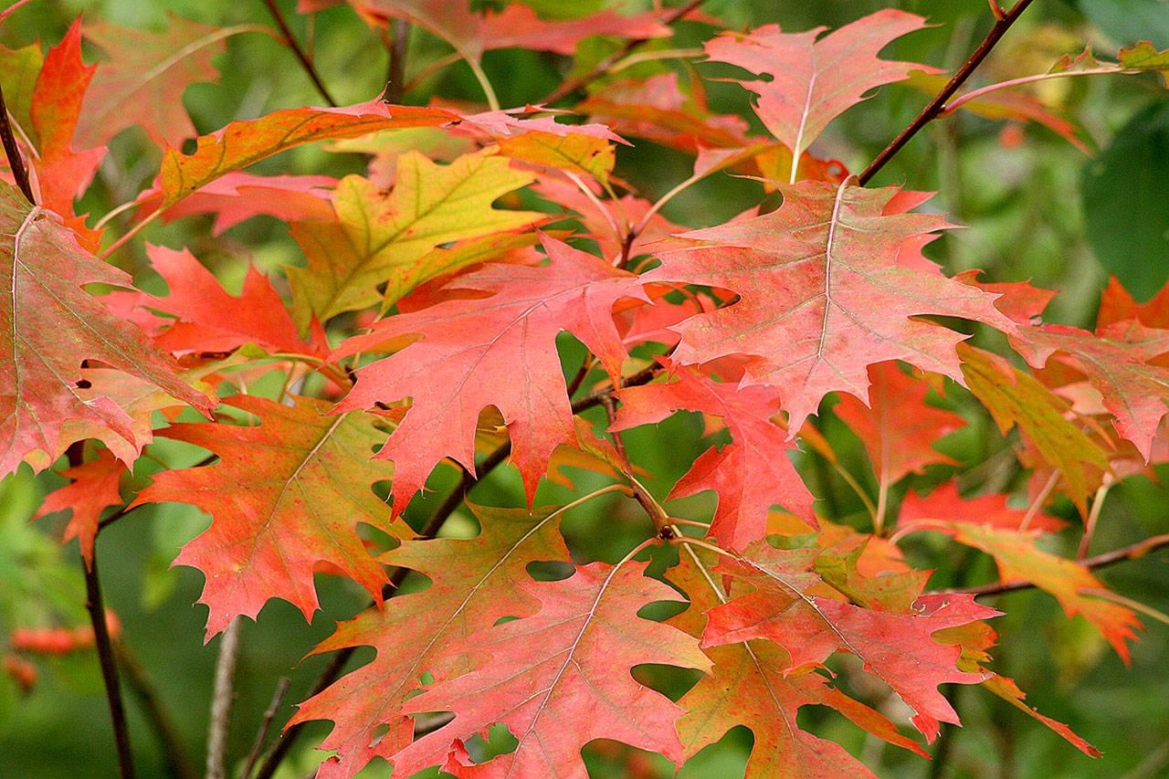 Quercus Rubra - View 14 from www redcrocus com