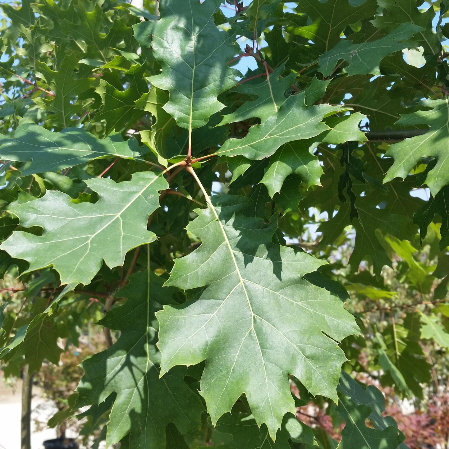 Quercus Rubra - View 9 from www redcrocus com