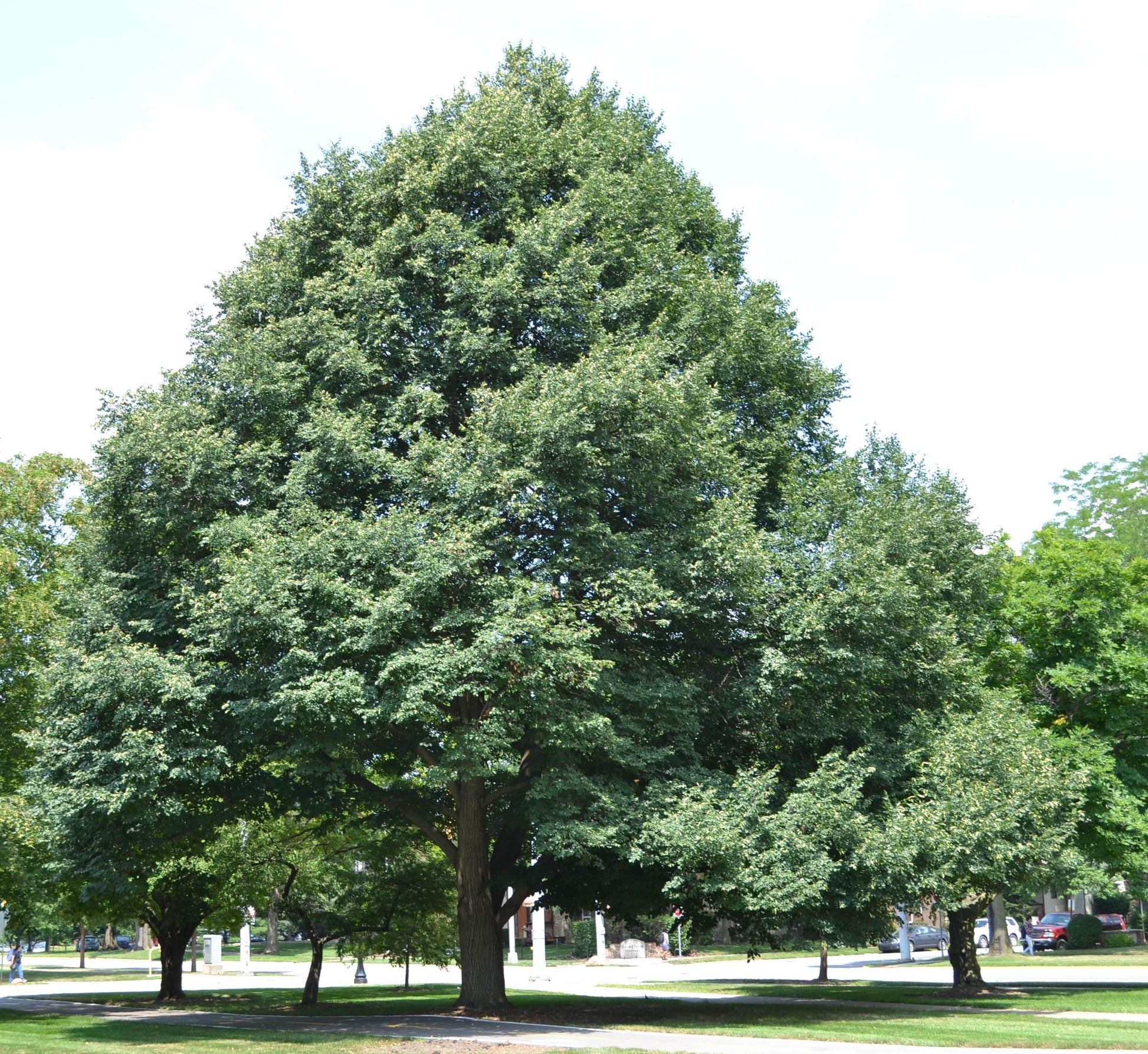 Tilia Cordata Greenspire - View 12 from www redcrocus com
