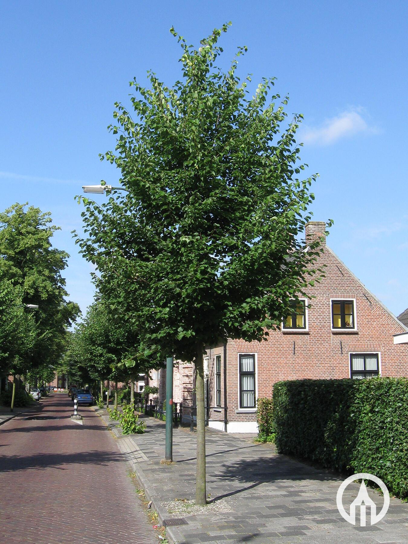 Tilia Cordata Greenspire - View 14 from www redcrocus com