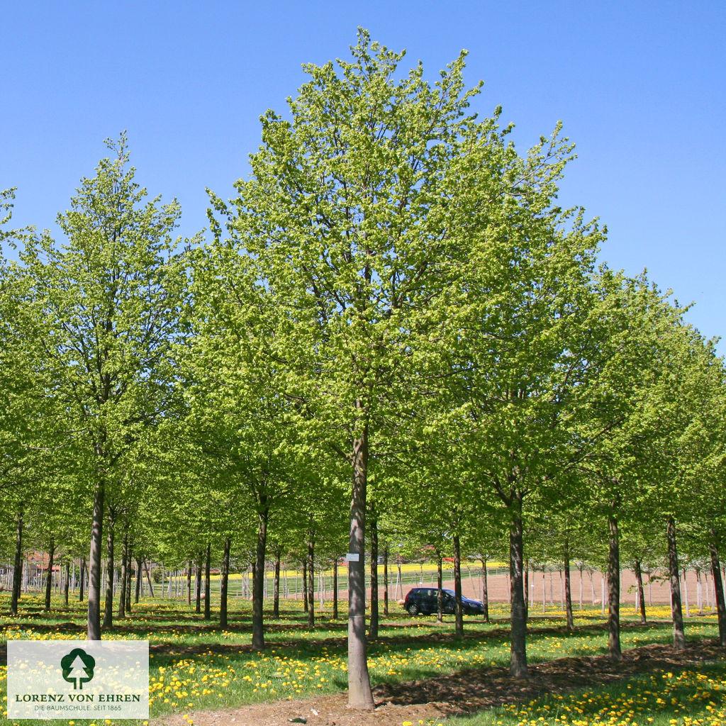 Tilia Cordata Greenspire - View 17 from www redcrocus com