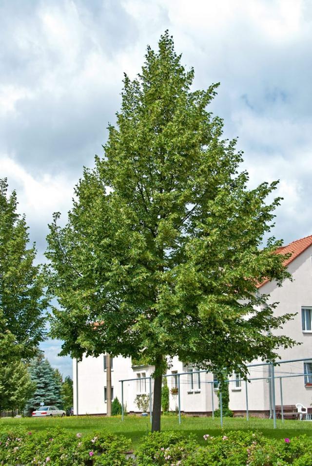 Tilia Cordata Greenspire - View 19 from www redcrocus com