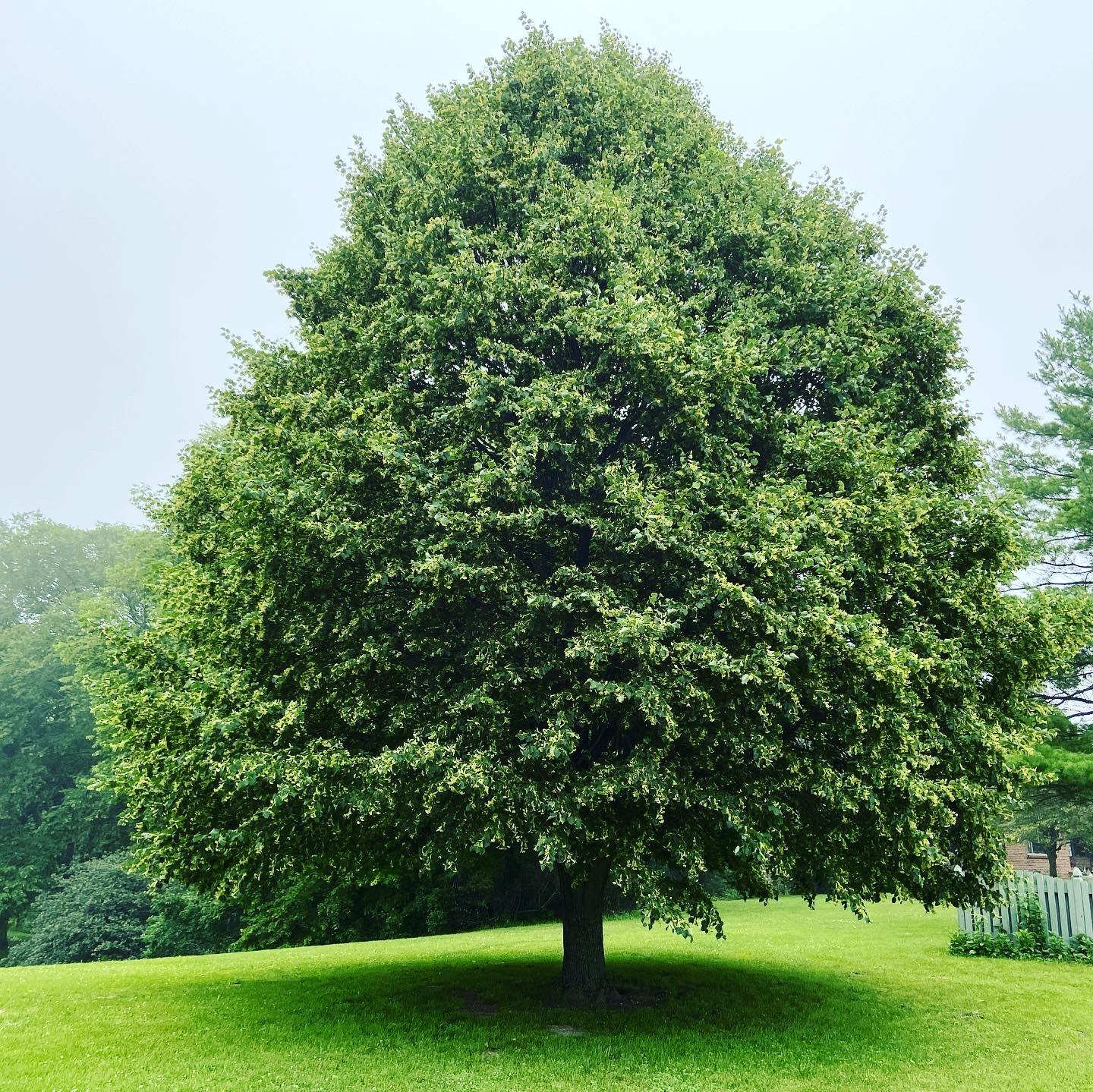 Tilia Cordata Greenspire - View 20 from www redcrocus com