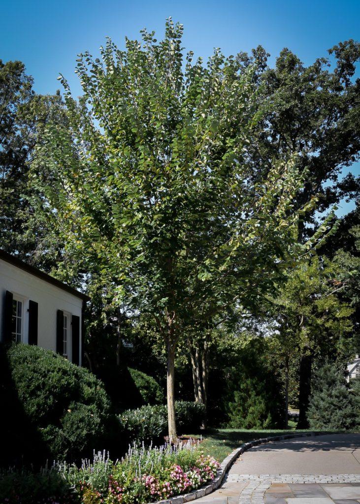 Ulmus Americana Princeton - View 12 from www redcrocus com