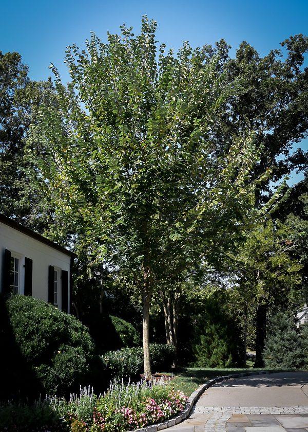 Ulmus Americana Princeton - View 13 from www redcrocus com