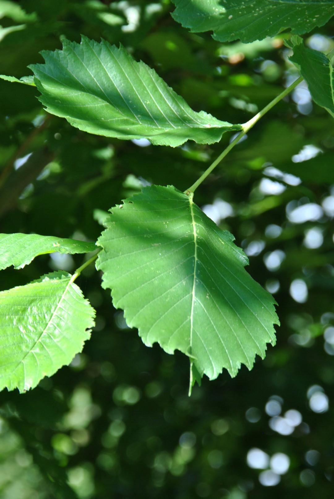 Ulmus Americana Princeton - View 17 from www redcrocus com