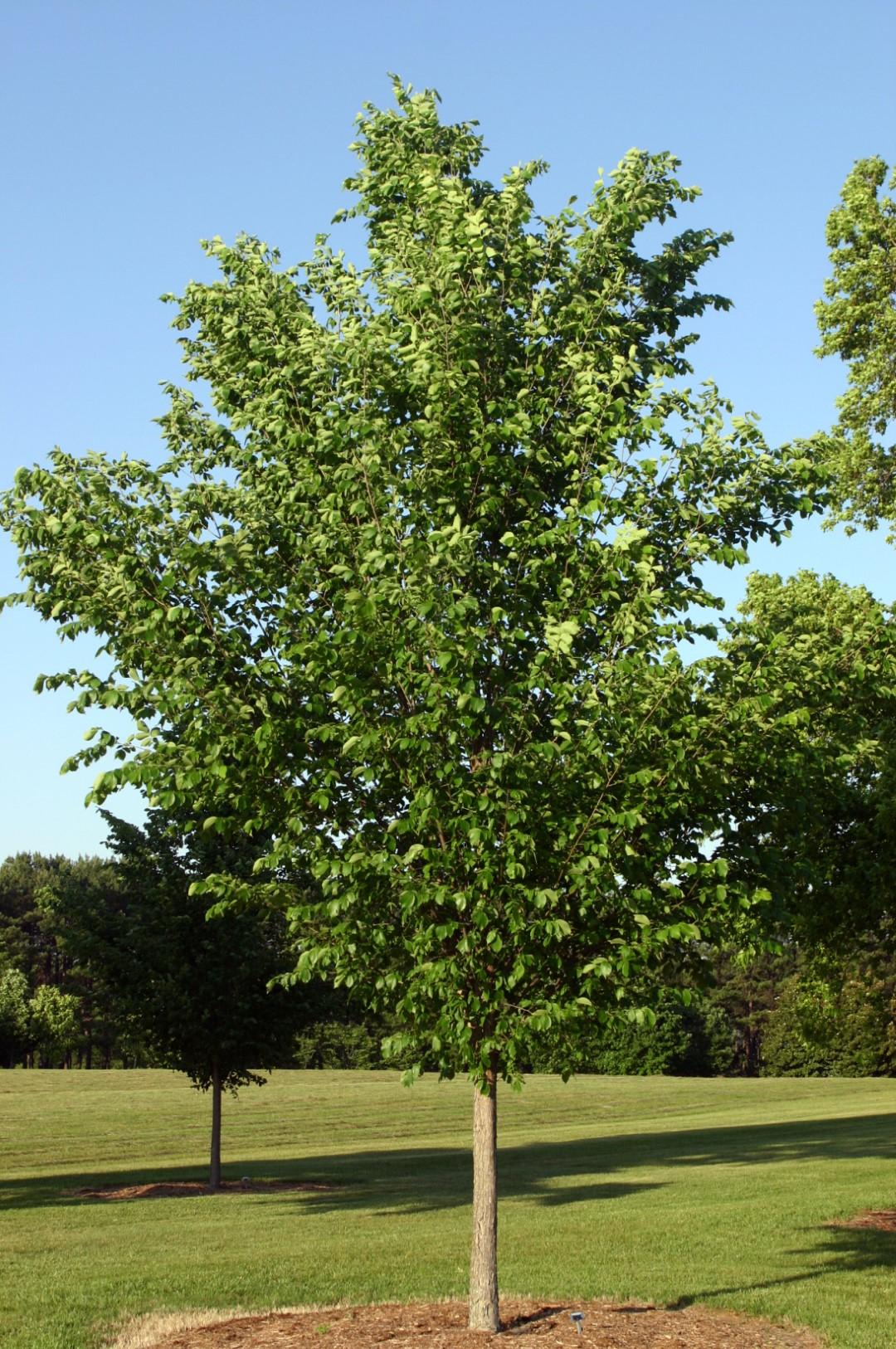 Ulmus Americana Princeton - View 1 from www redcrocus com
