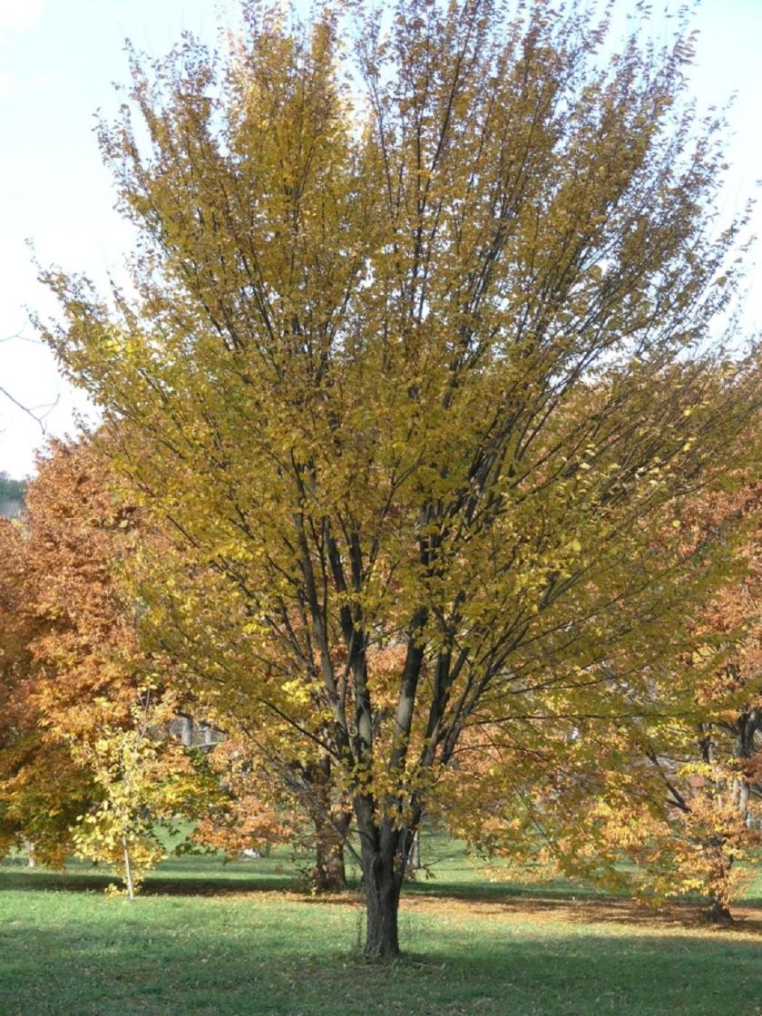 Ulmus Americana Princeton - View 5 from www redcrocus com