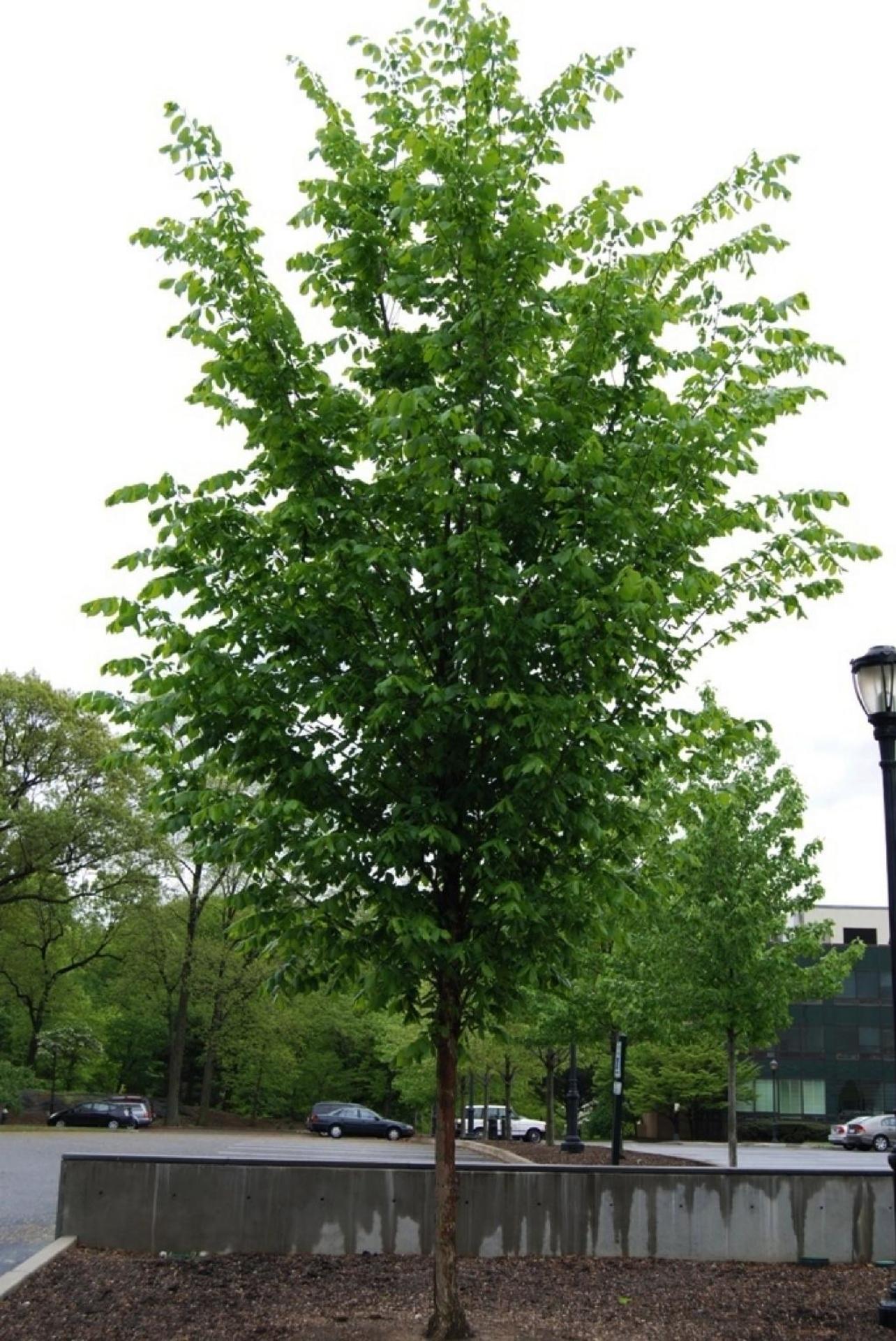 Ulmus Americana Princeton - View 6 from www redcrocus com
