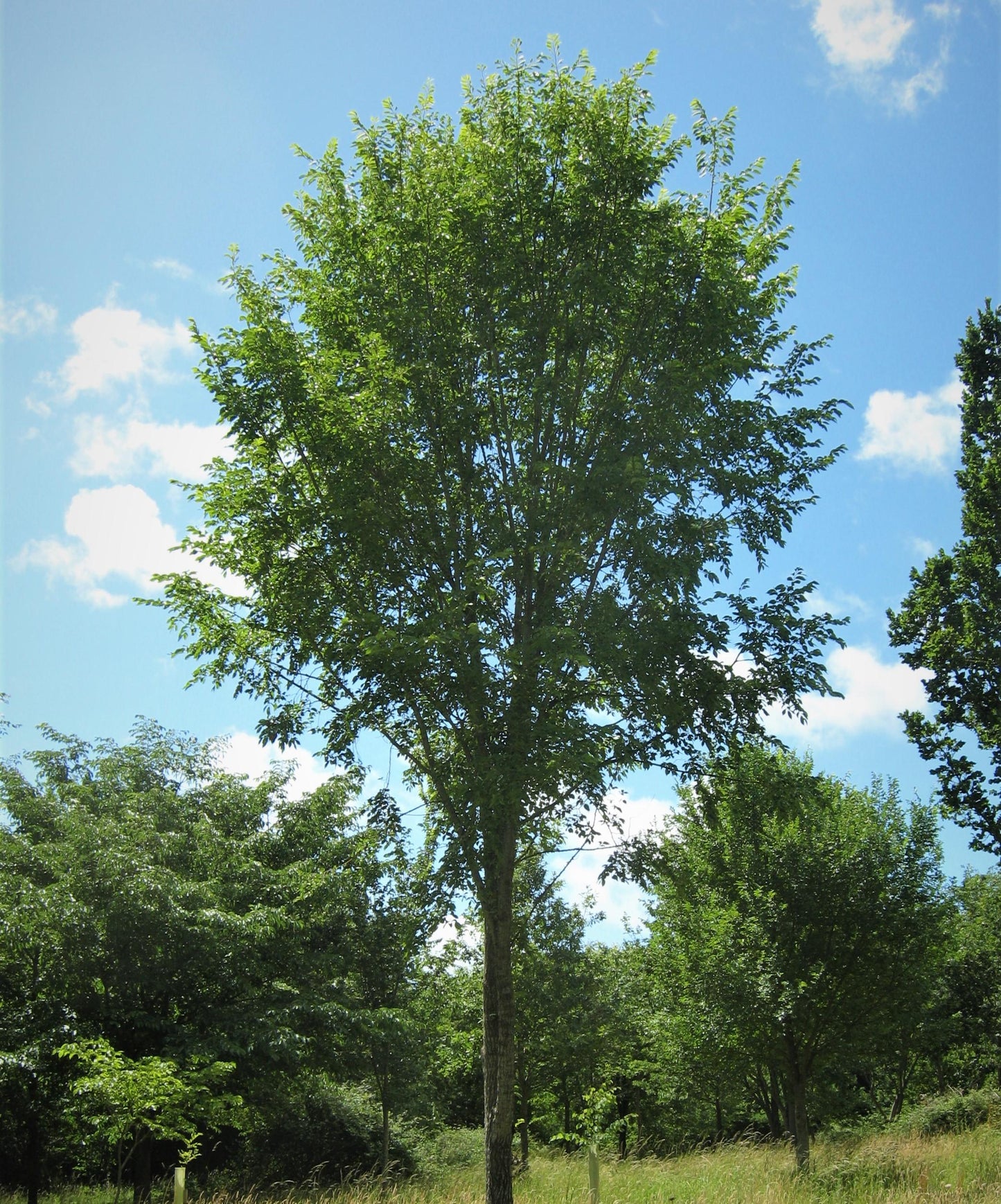 Ulmus Americana Princeton - View 8 from www redcrocus com