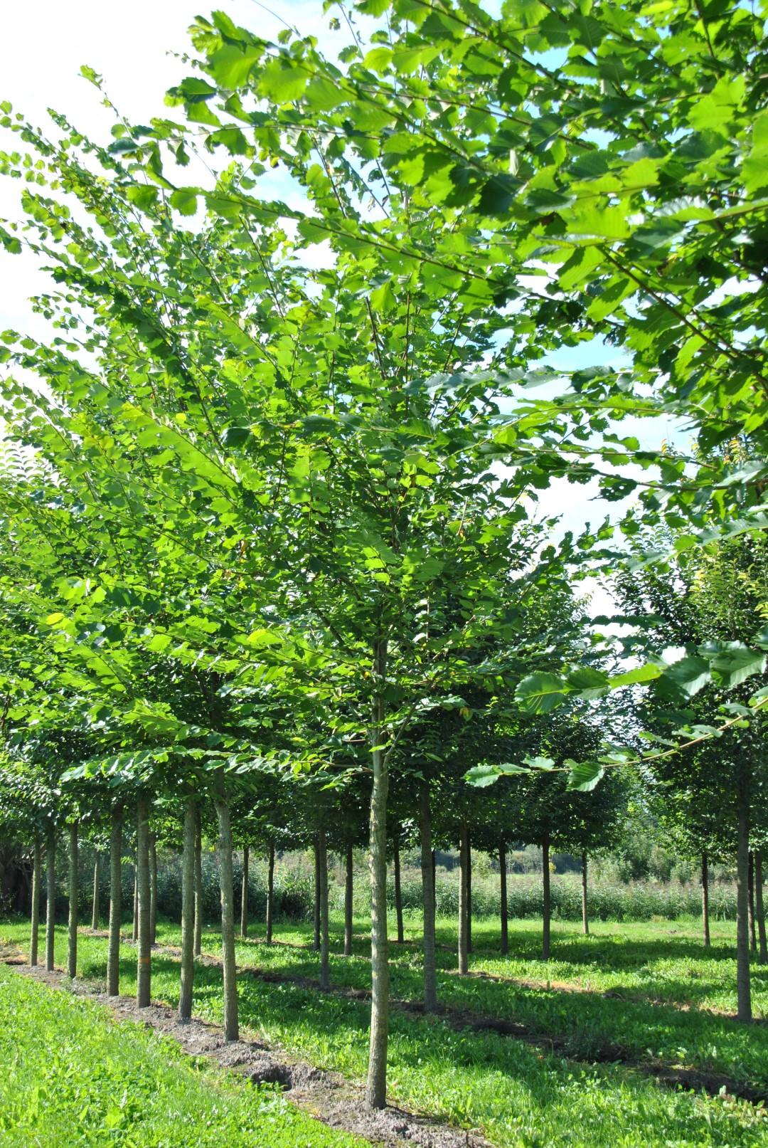 Ulmus Americana Princeton - View 9 from www redcrocus com
