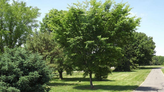 Ulmus Americana Valley Forge - View 10 from www redcrocus com
