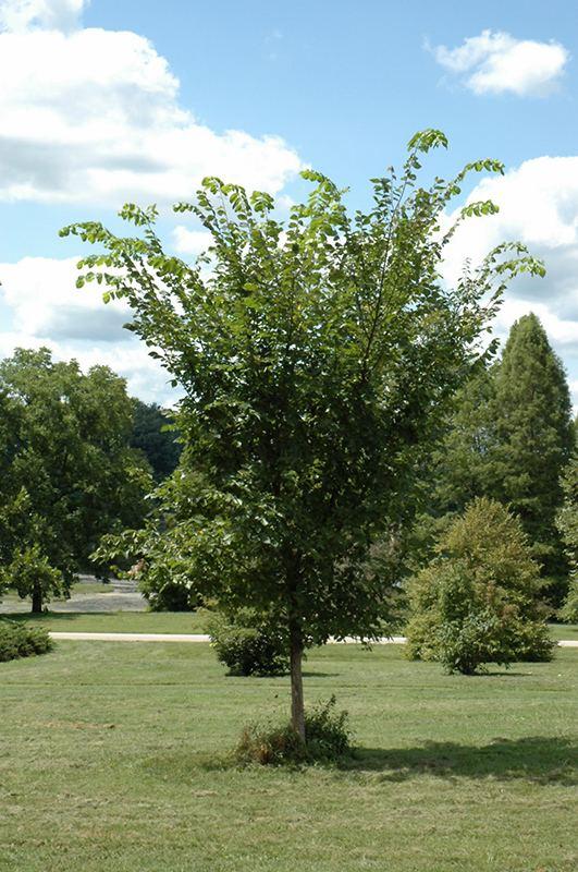 Ulmus Americana Valley Forge - View 12 from www redcrocus com