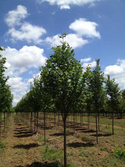 Ulmus Americana Valley Forge - View 16 from www redcrocus com