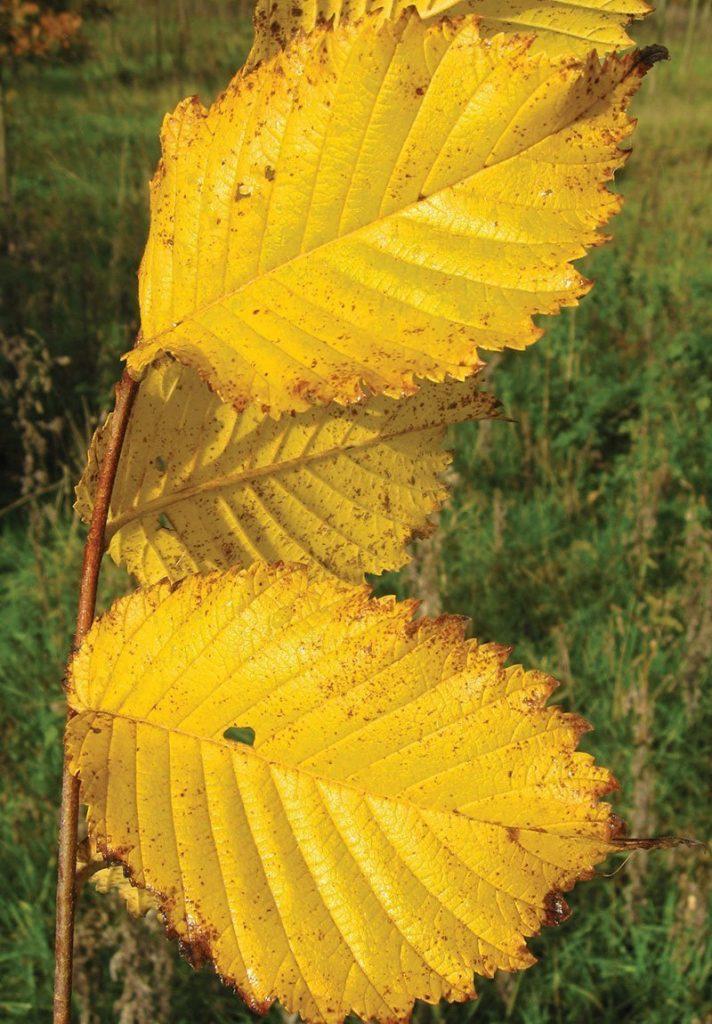 Ulmus Americana Valley Forge - View 17 from www redcrocus com