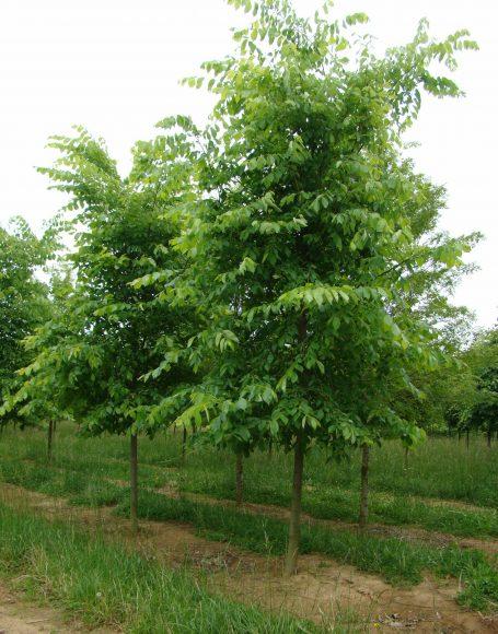 Ulmus Americana Valley Forge - View 2 from www redcrocus com