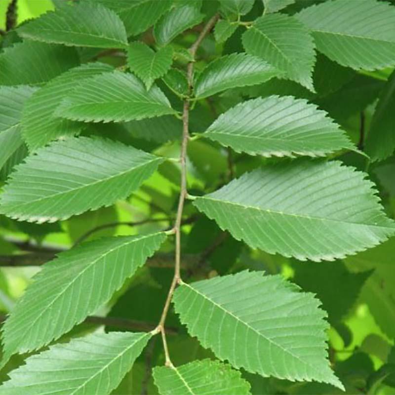 Ulmus Americana Valley Forge - View 4 from www redcrocus com