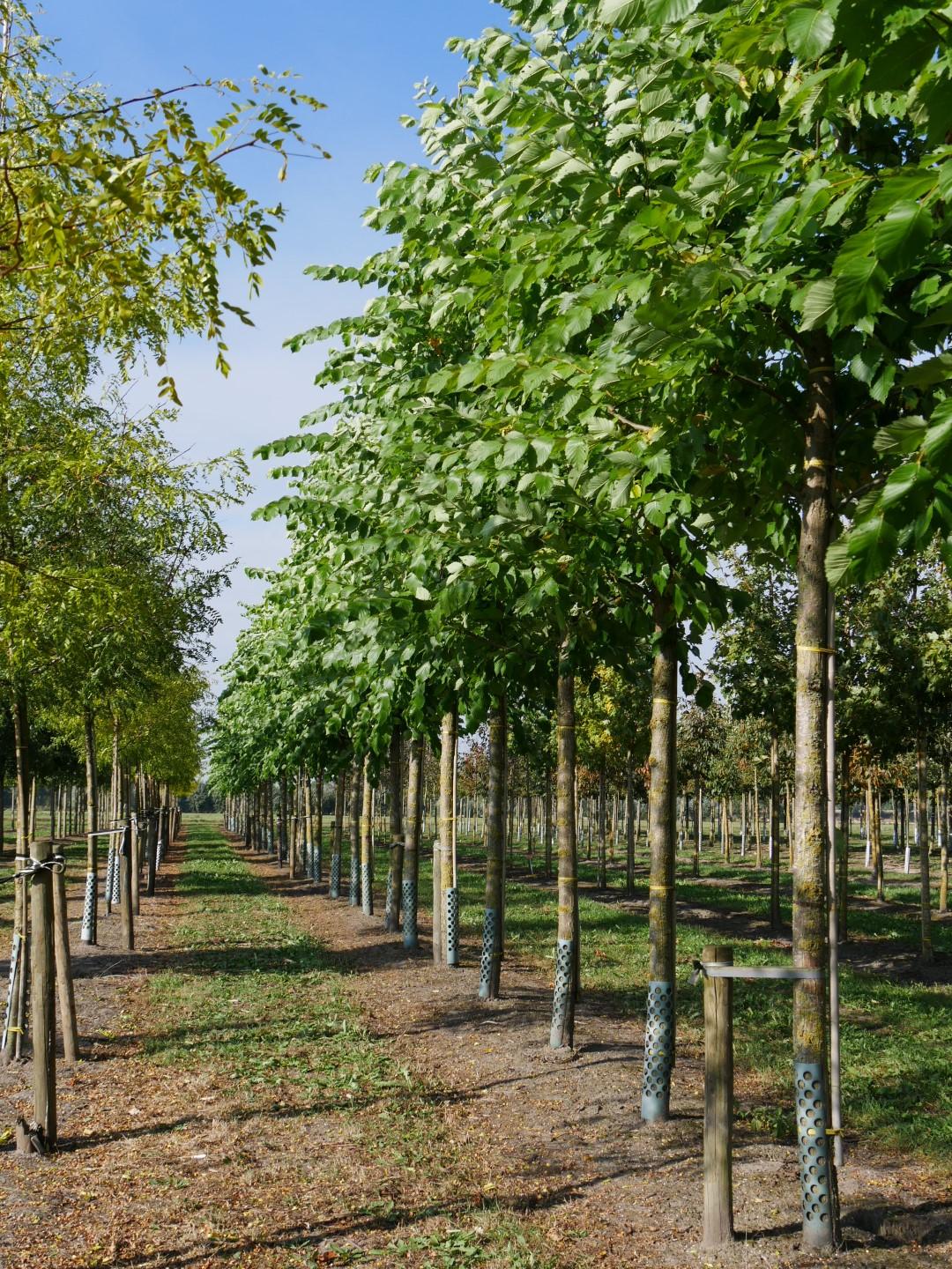 Ulmus Americana Valley Forge - View 6 from www redcrocus com