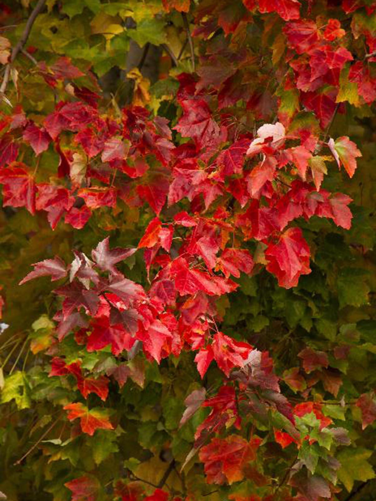 Acer Rubrum Red Sunset - View 18 from www redcrocus com