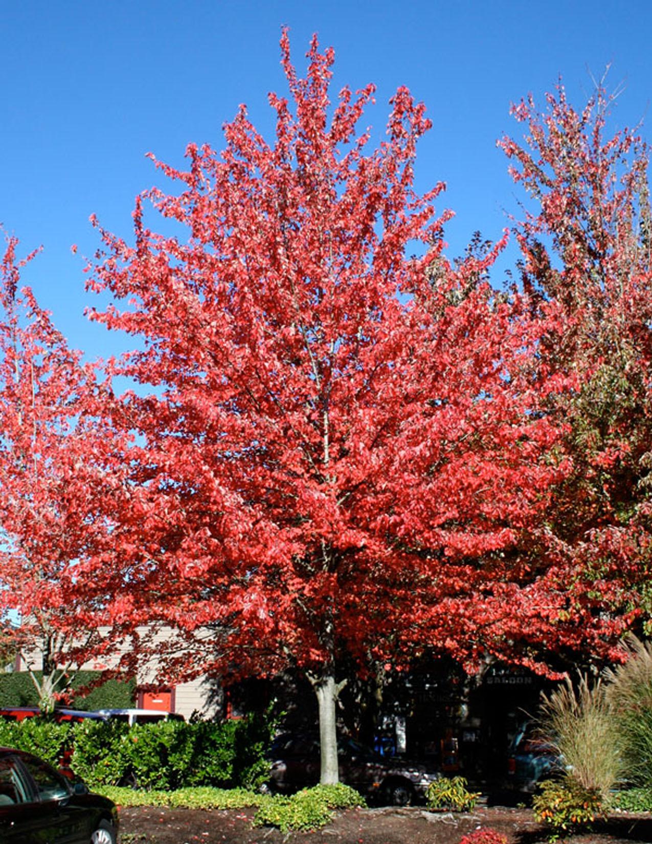 Acer Rubrum Red Sunset - View 3 from www redcrocus com