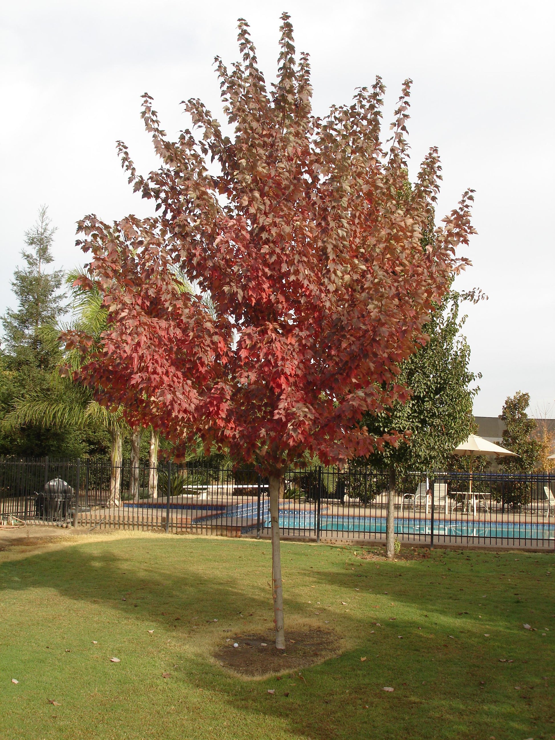 Acer Rubrum Red Sunset - View 7 from www redcrocus com