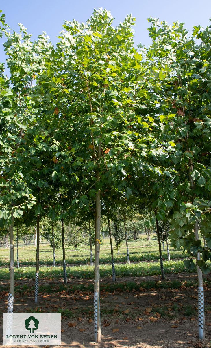 Platanus Acerifolia Bloodgood - View 10 from www redcrocus com