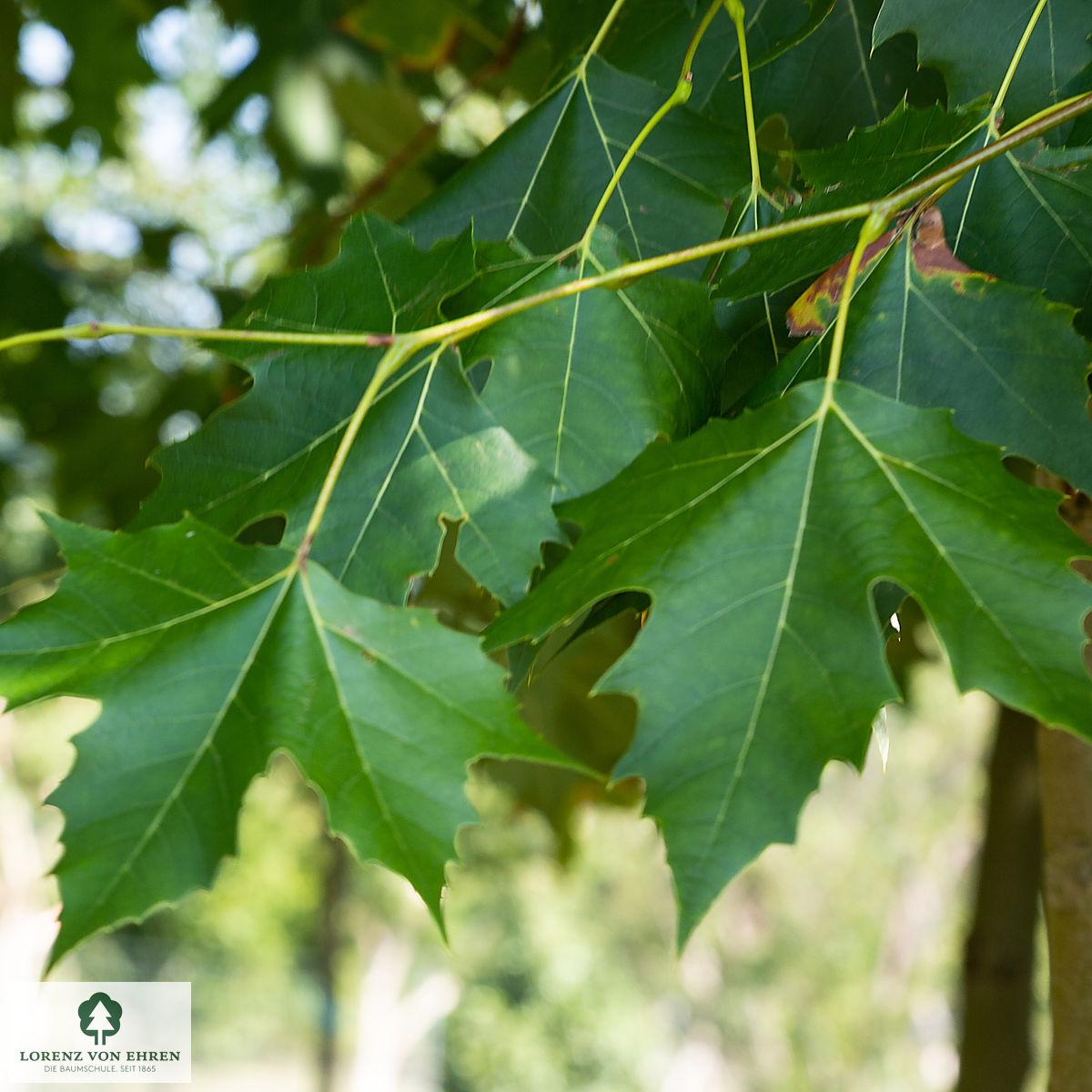 Platanus Acerifolia Bloodgood - View 12 from www redcrocus com