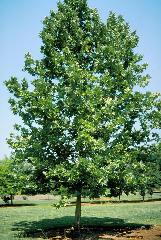 Platanus Acerifolia Bloodgood - View 1 from www redcrocus com