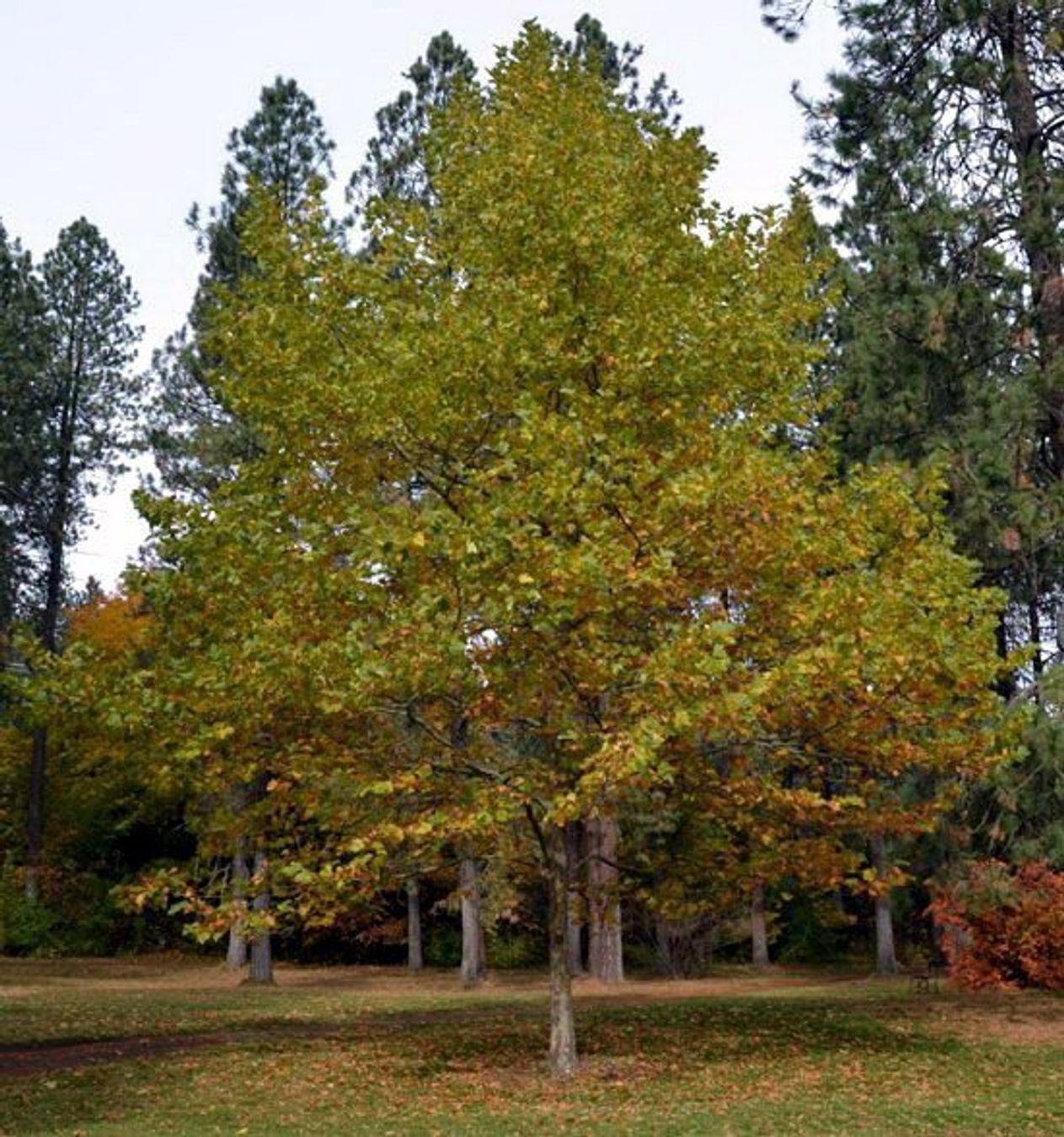 Platanus Acerifolia Bloodgood - View 3 from www redcrocus com