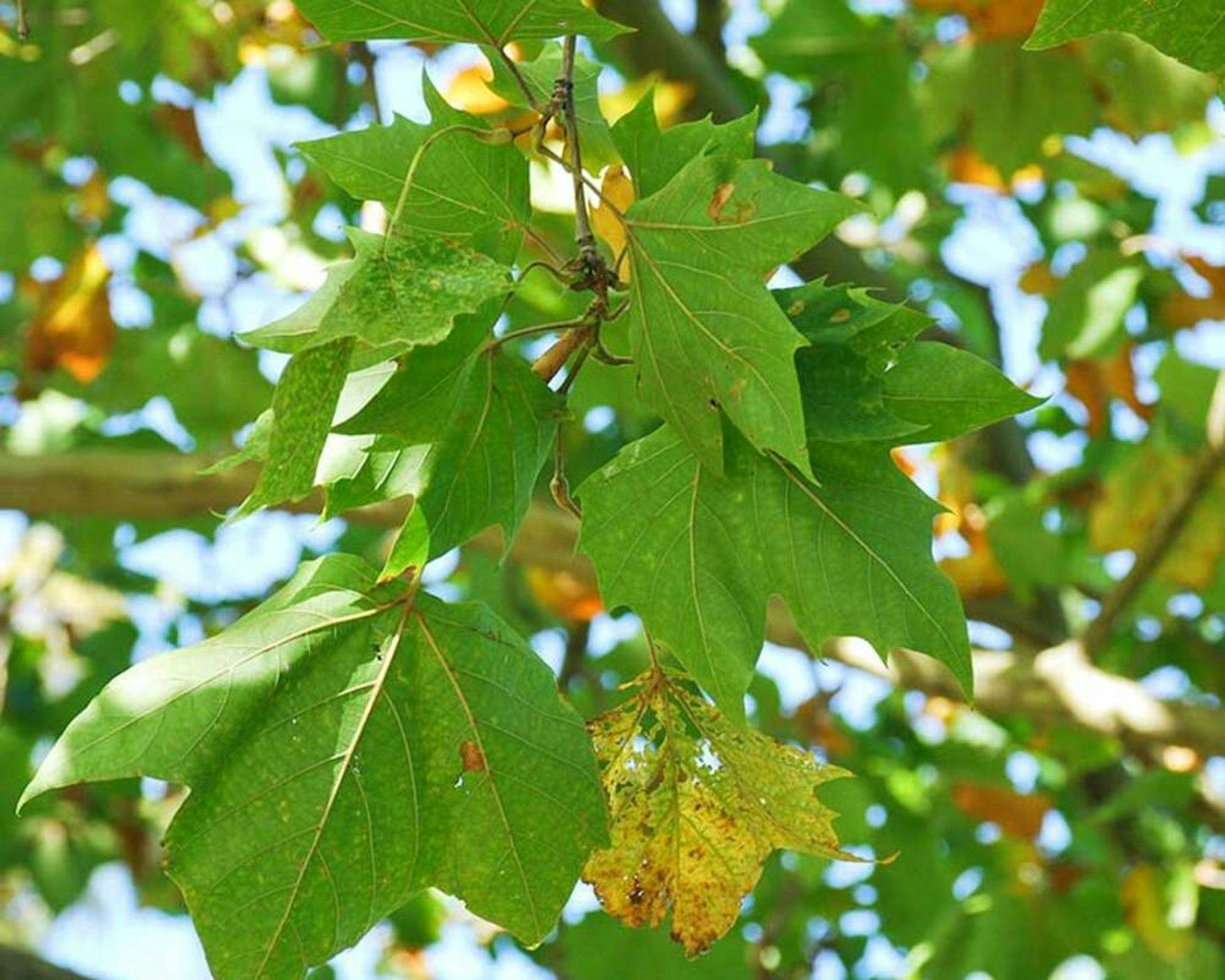 Platanus Acerifolia Bloodgood - View 9 from www redcrocus com