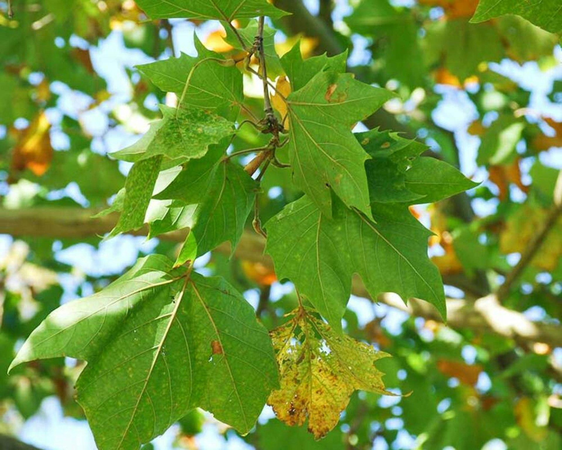 Platanus Acerifolia Bloodgood - View 9 from www redcrocus com