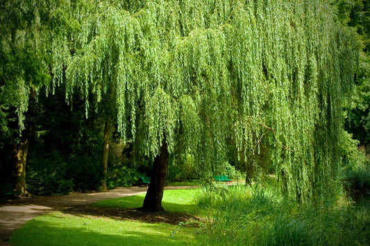 Salix Babylonica - View 12 from www redcrocus com