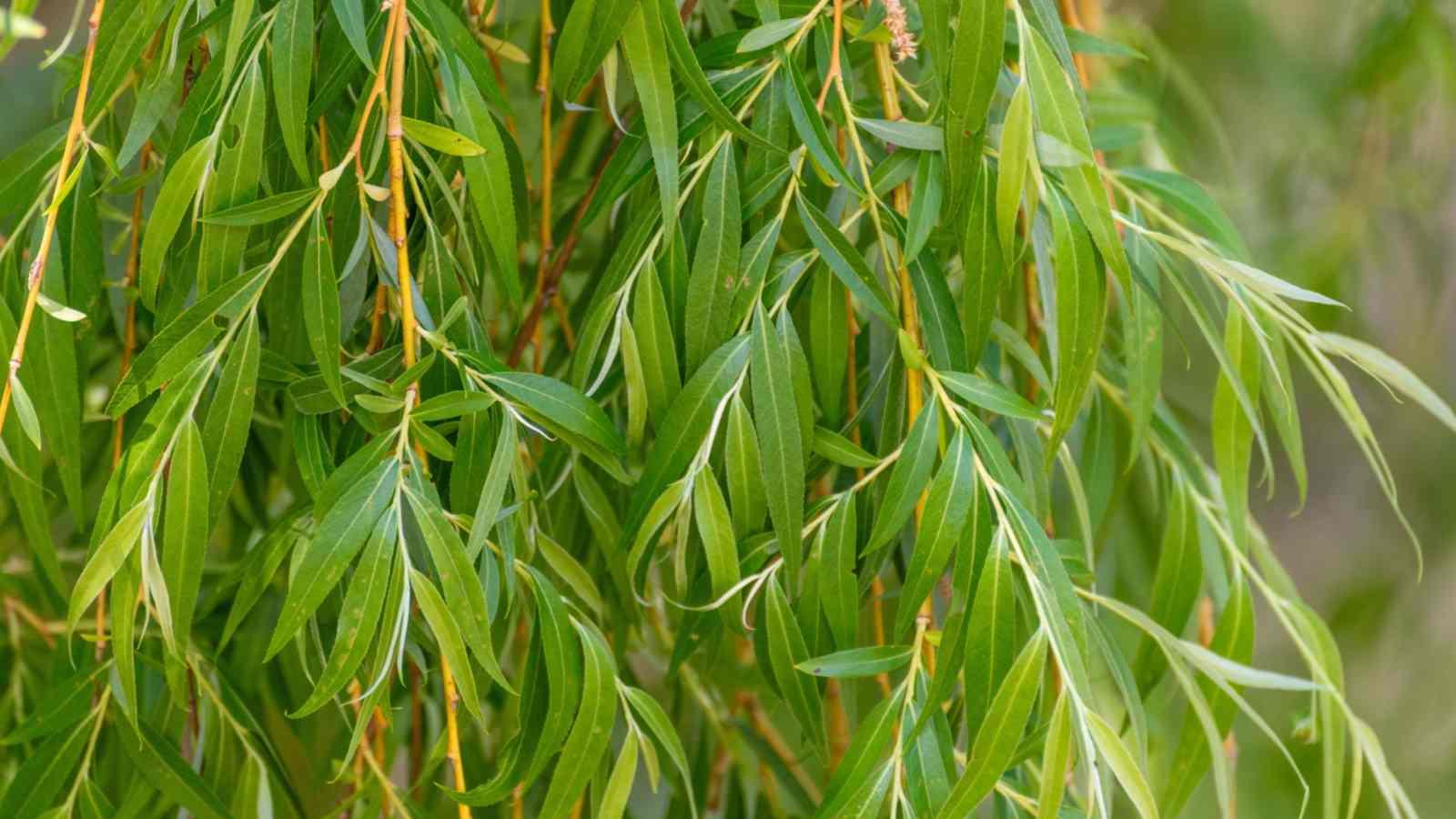 Salix Babylonica - View 15 from www redcrocus com