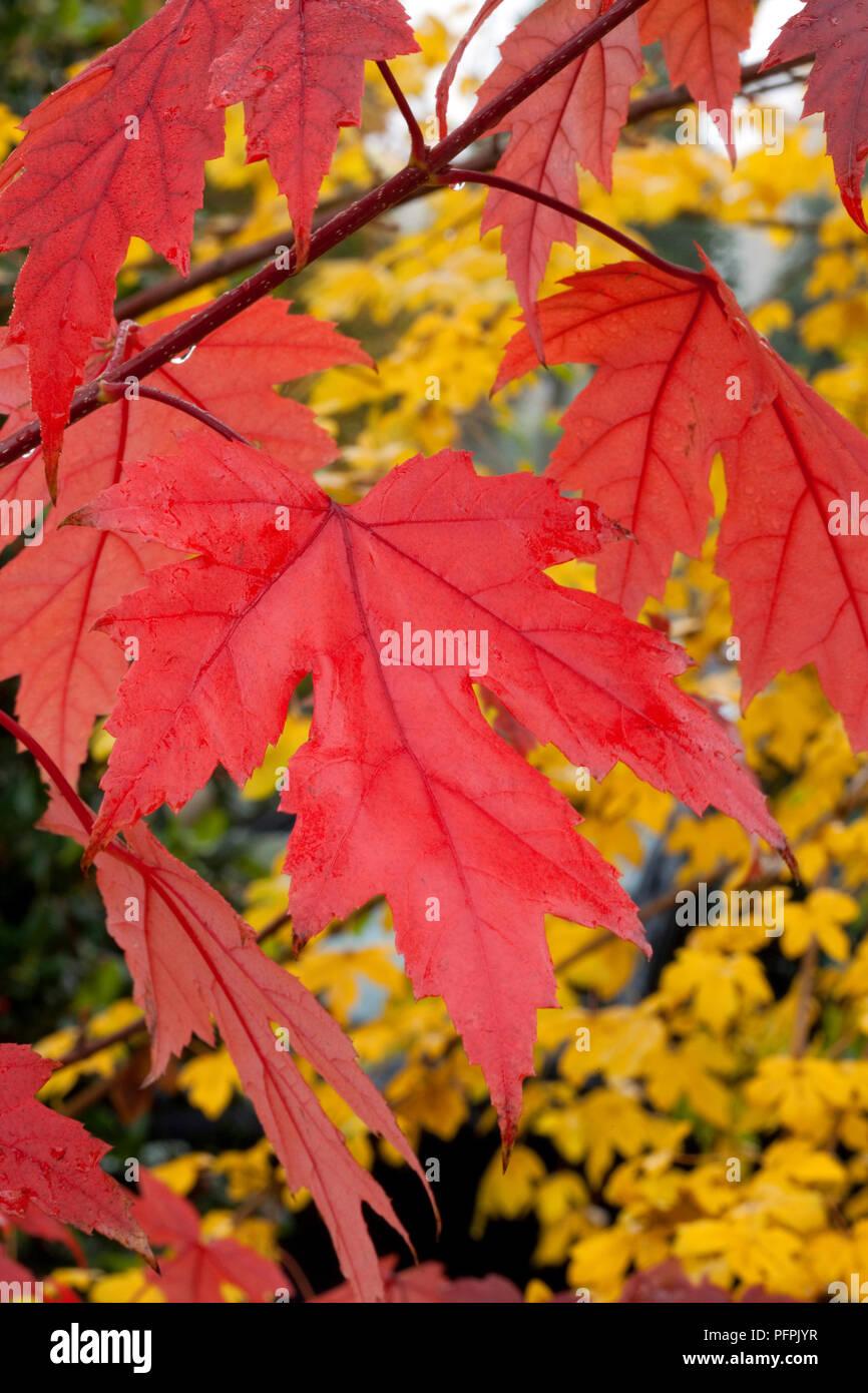Acer X Freemanii Autumn Blaze - View 11 from www redcrocus com