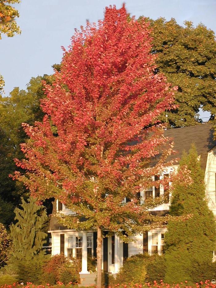 Acer X Freemanii Autumn Blaze - View 17 from www redcrocus com