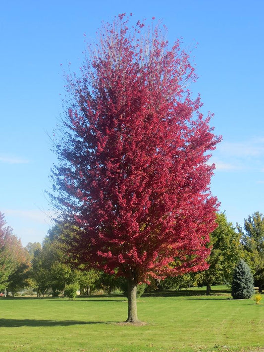 Acer X Freemanii Autumn Blaze - View 1 from www redcrocus com