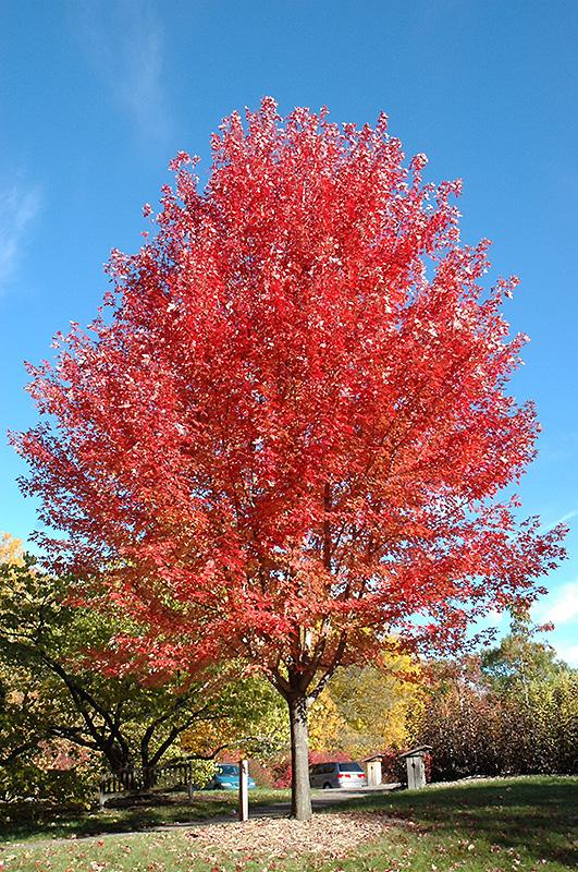 Acer X Freemanii Autumn Blaze - View 2 from www redcrocus com